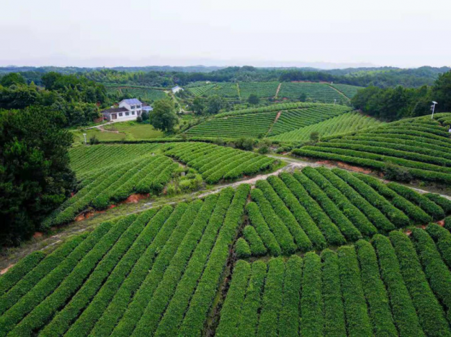 相约百里茶廊，寻觅茶旅之路